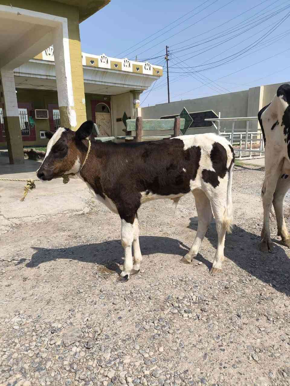 السلام عليكم
متاح بجر ام ثاني بطن وراهه حولي تلقيح وعشره 5اشهر كفاله ملقحه تلقيح سمنتال   
بيه حليب خير من الله الشراي اتصل وتدلل المكان الشرقاط قريت شكراً يوجد خدمت توصيل بعد الاتفاق 
***********
