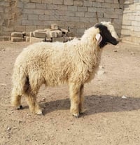 خرفان • ذبح • الخاص مفتوح