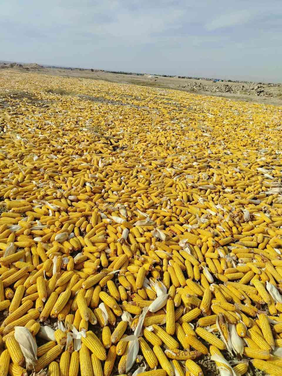 ذرة • العبيدي