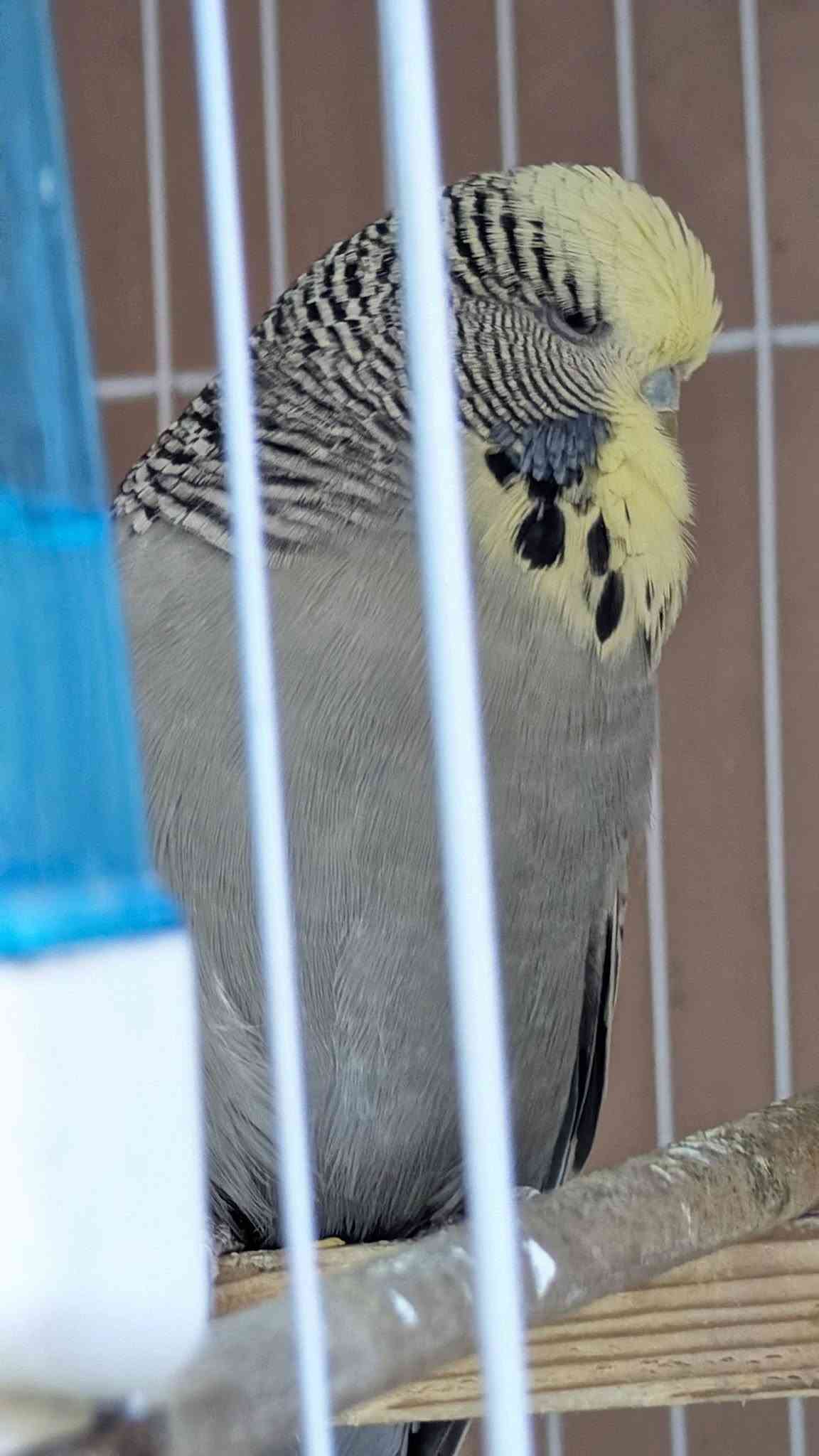 طيرة • فحل • بغداد