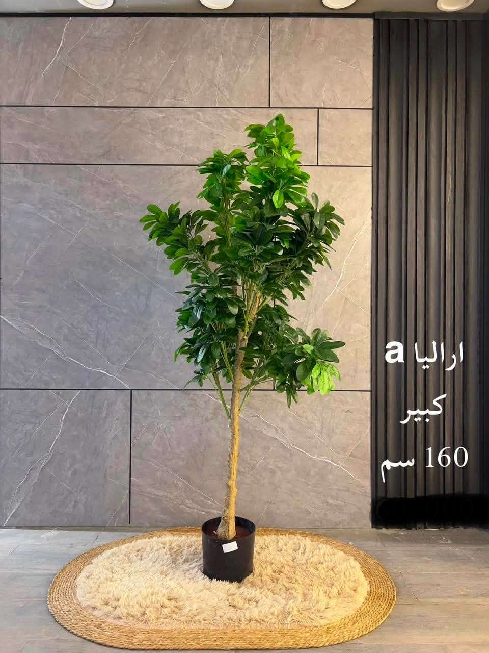 ☘️ لأن الذوق ينعكس في التفاصيل…
وفرنا لكم أجمل النباتات الصناعية بتصاميم واقعية تضيف لمسة فخامة للمنازل، المكاتب، الكافيهات، والمحلات

📍 متوفر لدينا عدة موديلات وأحجام.
📩 للاستفسار والأسعار، راسلنا على الخاص أو زوروا معرض النرجس للأصباغ والديكورات والإنارة الحديثة. 

لا تترددوا بالتواصل معنا، فريقنا جاهز لمساعدتكم واختيار النبات المناسب لديكور منزلكم أو مشروعكم.
📞 للاتصال: ***********
