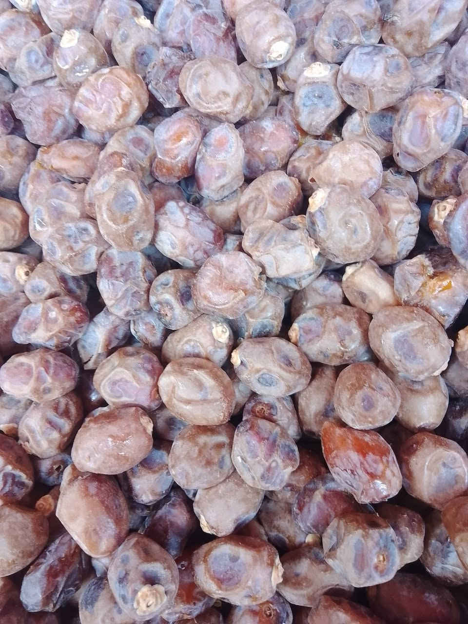 تمر برحي • بريم وحلاوي • بصرة شط العرب