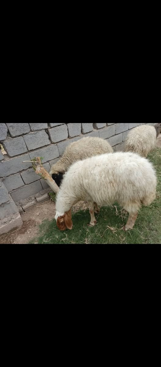 عدد ٣ • نظيف • فحص سونار