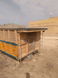 أبو ردين • طول ٥ وربع • السماوة