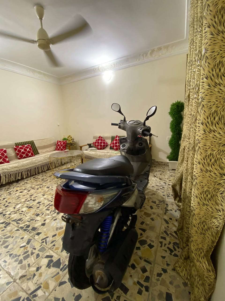 سكنس فحل • كفاله • بالكارتون