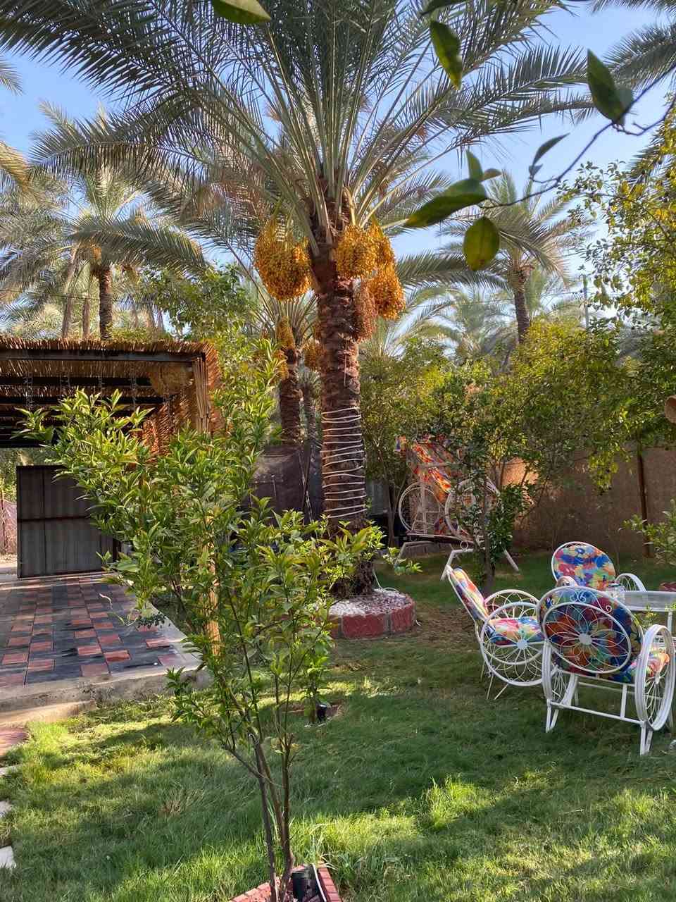 🌴✨ أهلاً وسهلاً بكم في مزرعة النخلة ✨🌴
📢 الحجز متوفر

📅 الخميس والجمعة والسبت: 250 ألف
🌙 الأيام العادية – مسائي: 200 ألف
☀️ الأيام العادية – صباحي 150ألف

نورتونا وشرفتونا 🤍
مكانكم للراحة والوناسة، ونتمنى لكم أوقات جميلة وممتعة بين أجواء مزرعة النخلة 🌿🏡

📲 للحجز والاستفسار: تواصلوا معنا
***********
مزرعة النخلة — ننتظركم بكل حب 🌴🤍
📍 عنوان مزرعة النخلة 🌴

بغداد – منطقة الراشدية – المراسمة

📌 نورتونا وتشرفونا، وأهلاً وسهلاً بكم 

في مزرعة النخلة 🤍🌴
🌴 نرجو من زبائننا الكرام المحافظة على نظافة المكان 🌴

نظافة المكان مسؤوليتنا جميعاً 🤍
يرجى المحافظة على نظافة المزرعة وعدم رمي النفايات، وترك المكان كما تحبون أن تجدوه.

شاكرين تعاونكم وذوقكم 🌹
