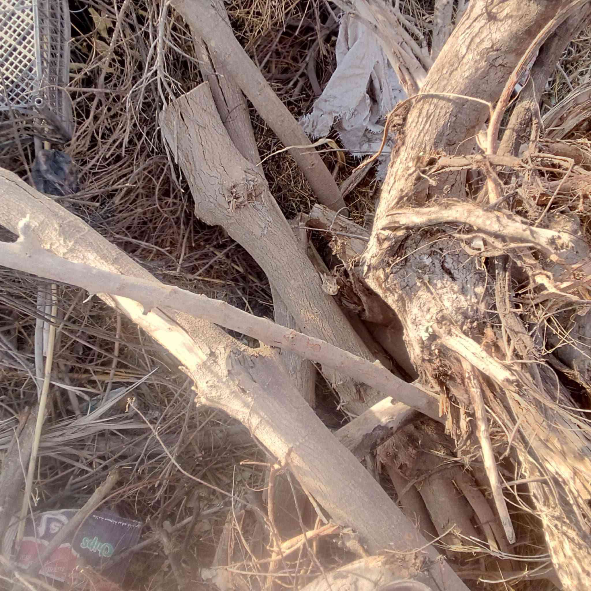 السلام عليكم
يوجد حطب للبيع اخضر ويابس الشراي يتصل ***********
