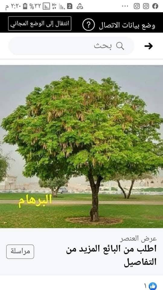 نخيل واشنطونيا • بذور مجد الصباح • ورد الكوزموبس