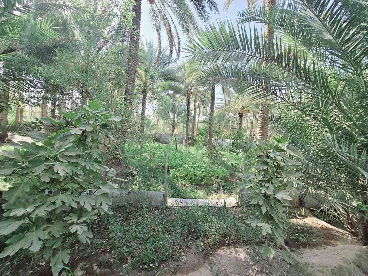 ( يالله أللهم صل على محمد وآل محمد )

( للبيع دونم  مع بيت مساحة البيت 245 متر بناء طابوك درجة

 اولى عدد الغرف 3 مع استقبال وصاله ومطبخ وصحيات علمأ

 البيت مع الاثاث وبي طاقة شمسية 12 أمبير  جنس العقار طابو
 زراعي سند 25 

( تحويل سهم مباشر بأسم المشتري 

 علمأ واجهة العقار 50 م  ونزال 50 م ومباشر عل شارع عام 

( العنوان كربلاء الحسينية الابراهيمية 

( شارع بزل مطشر يبعد عن التبليط 200 متر 

( ويبعد عن شارع الابراهيمية العام 600 متر 

(ويبعد عن مركز المدينة كربلاء  7 كيلو 

( تتوفر كافة الخدمات كهرباء مولد مي سقي سيح مي اساله 

(منطقة سكنية تربد سكن تريد ترفيهي منطقة هادئة جدا 

(  #السعر  315  مليون مع المجال للجاد بالشراء مباشر مع صاحب العقار 

( للإستفسار اكثر اتصلوا بالأرقام التالية 

(  ***********  )(  ***********  )

او مراجعة مكتب النافعي للعقارات كربلاء  النافعي للعقار  النافعي للعقارات -كربلاء  بساتين كربلاء @أبرز المعجبين 

( ***********  )(  ***********  )
