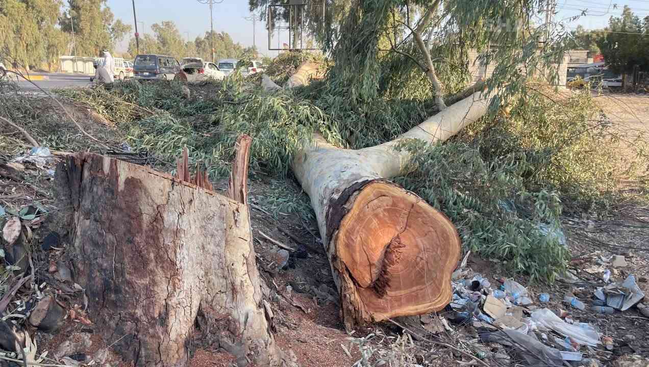 🔴 قطع كافه انواع الاشجار 

***********
