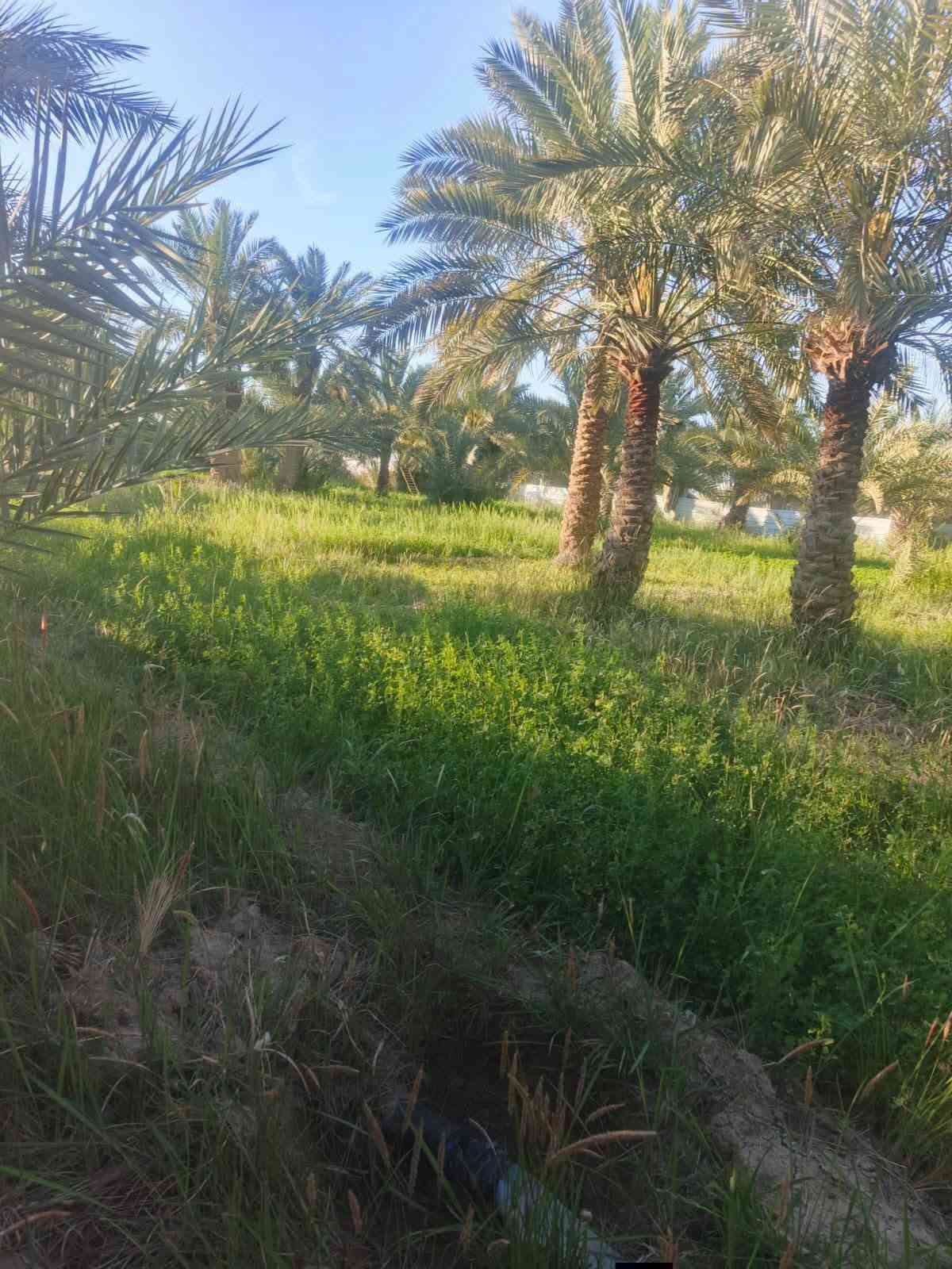 عبر الجسر السديناويه • ٣٨٠٠م٢ • نخل ٦٠
