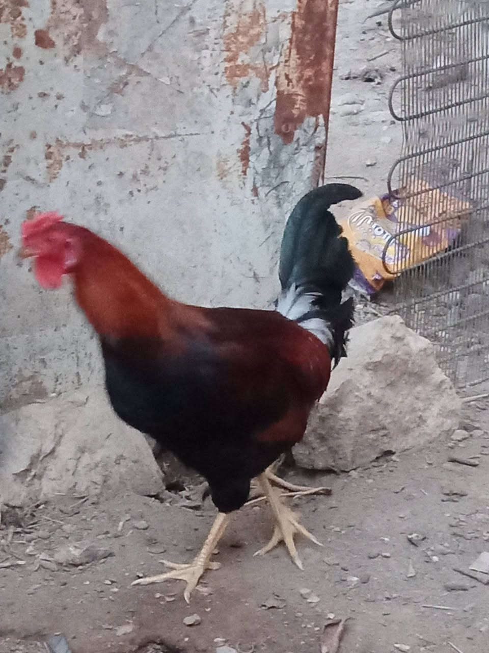 ديك • عرب • مرتب