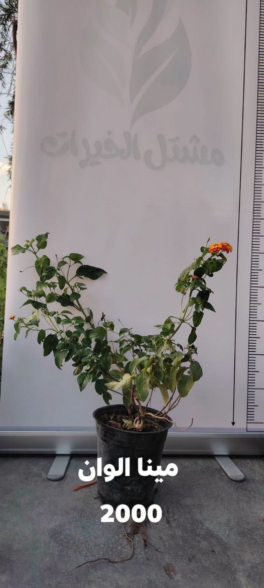 🌿 70 خيارًا لحديقتك… والعرض لفترة محدودة!

تبحث عن نباتات تضيف الجمال والحياة إلى حديقتك؟ 🌳🌺
جمعنا لكم 70 صنفًا من نباتات وأشجار مشتل الخيرات في هذا المنشور، مع اسم كل نبات وسعره.

📸 مرّر الصور واحدةً تلو الأخرى…
فربما يكون اختيارك القادم في الصورة التالية! 👀🌿

🔥 العروض متاحة فقط أيام الخميس والجمعة والسبت.
لا تؤجل اختيارك… بعض الأصناف قد لا تبقى حتى نهاية العرض.

📌 احفظ المنشور للرجوع إليه،
وأرسل لنا صورة النبات الذي أعجبك لمعرفة التفاصيل والتوفر.

📍 كربلاء – طويريج – ناحية الخيرات
⏰ يوميًا من 8 صباحًا حتى 10 مساءً

🌱 مشتل الخيرات… خيارات أكثر لحديقتك.
موقعنا الإلكتروني https://khairat-nursery.com

#مشتل_الخيرات #نباتات #اشجار #نباتات_زينة #اشجار_فاكهة #كربلاء #حدائق

نص مكتوب في الصور:
- دورنتا ليموني
- 2000
- تكوما امريكي 2000
- روزماري 2000
- مينا الوان
- جهنمي شجيري