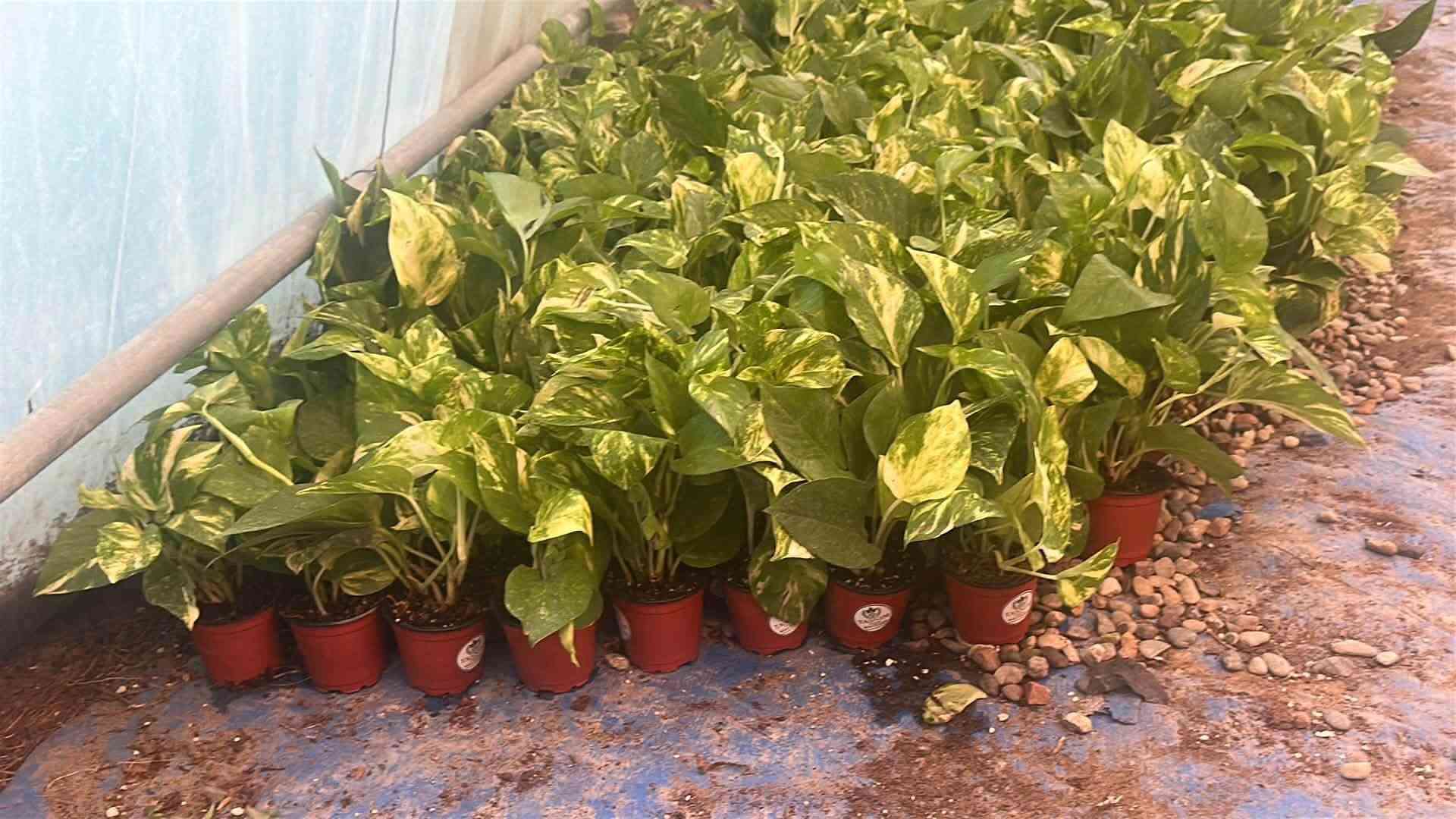 نباتات كاليوس ملون
*********** واتساب
