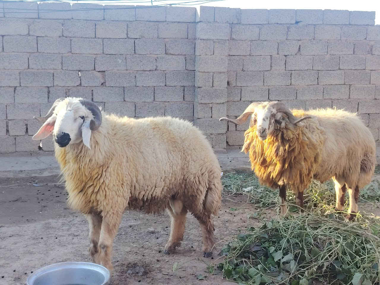 جباش • كرع • العلم سمره