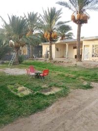 دونم وربع • ٢٥ نخلة مثمرة • بيت ٣٥٠م