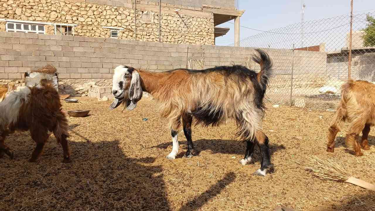 زوج معزة • امهات • خط أول