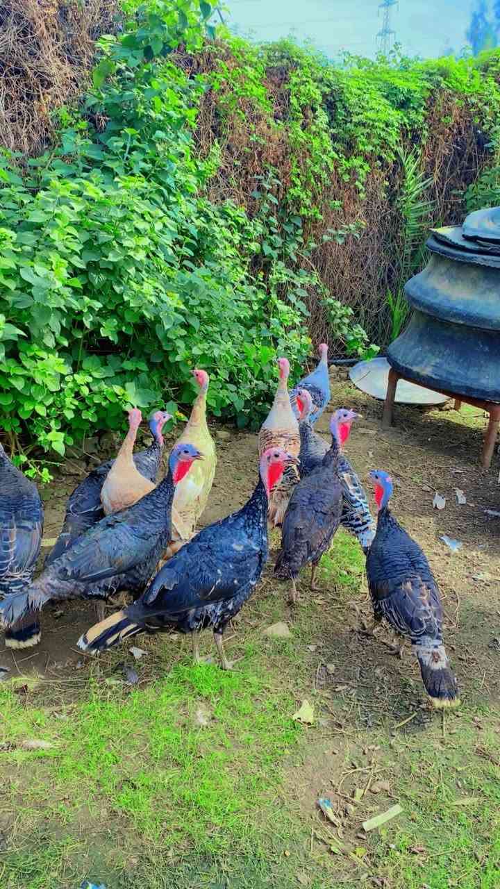 فسيفسات عرب • ١١ أنثى • بغداد التاجي