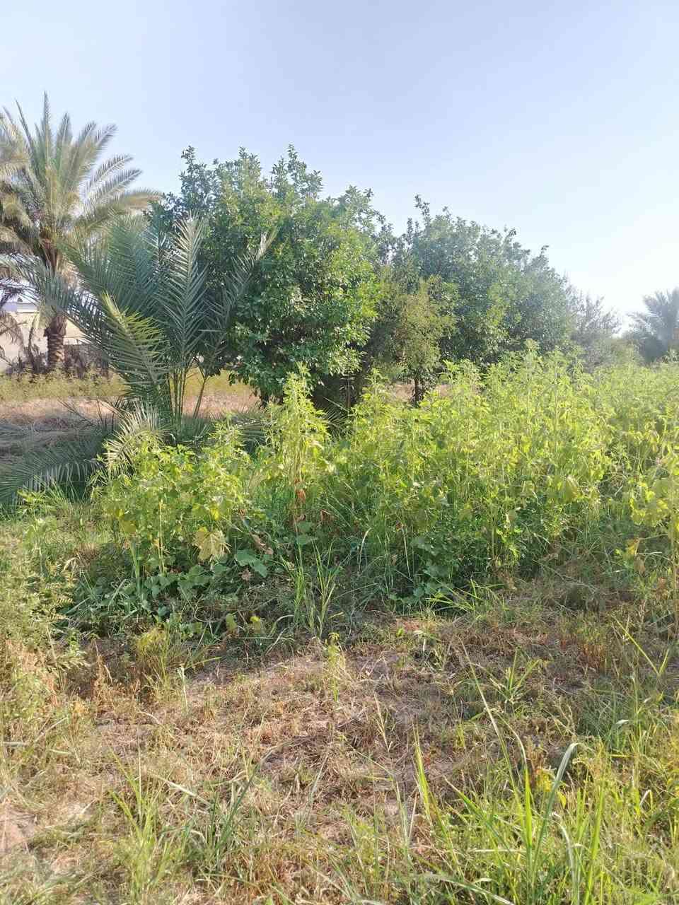 🌴 دونم زراعي للبيع – فرصة مميزة 🌴
📍 الموقع: المسيب – طريق أبو الجاسم، قرب حي الإمام علي

📐 المساحة: 2500 م²
📜 سند 25 زراعي وتحويل مباشر باسم المشتري
📏 واجهة 40 متر
💧 متوفر ماء إسالة وماء سقي من نهر حلو
⚡ كهرباء ومولد
🛣️ شارع بعرض 7 متر
🌴 يحتوي على بعض الأشجار وأكثر من 50 نخلة
📍 يبعد فقط 250 متر عن التبليط الرئيسي

📞 للاستفسار: ***********

