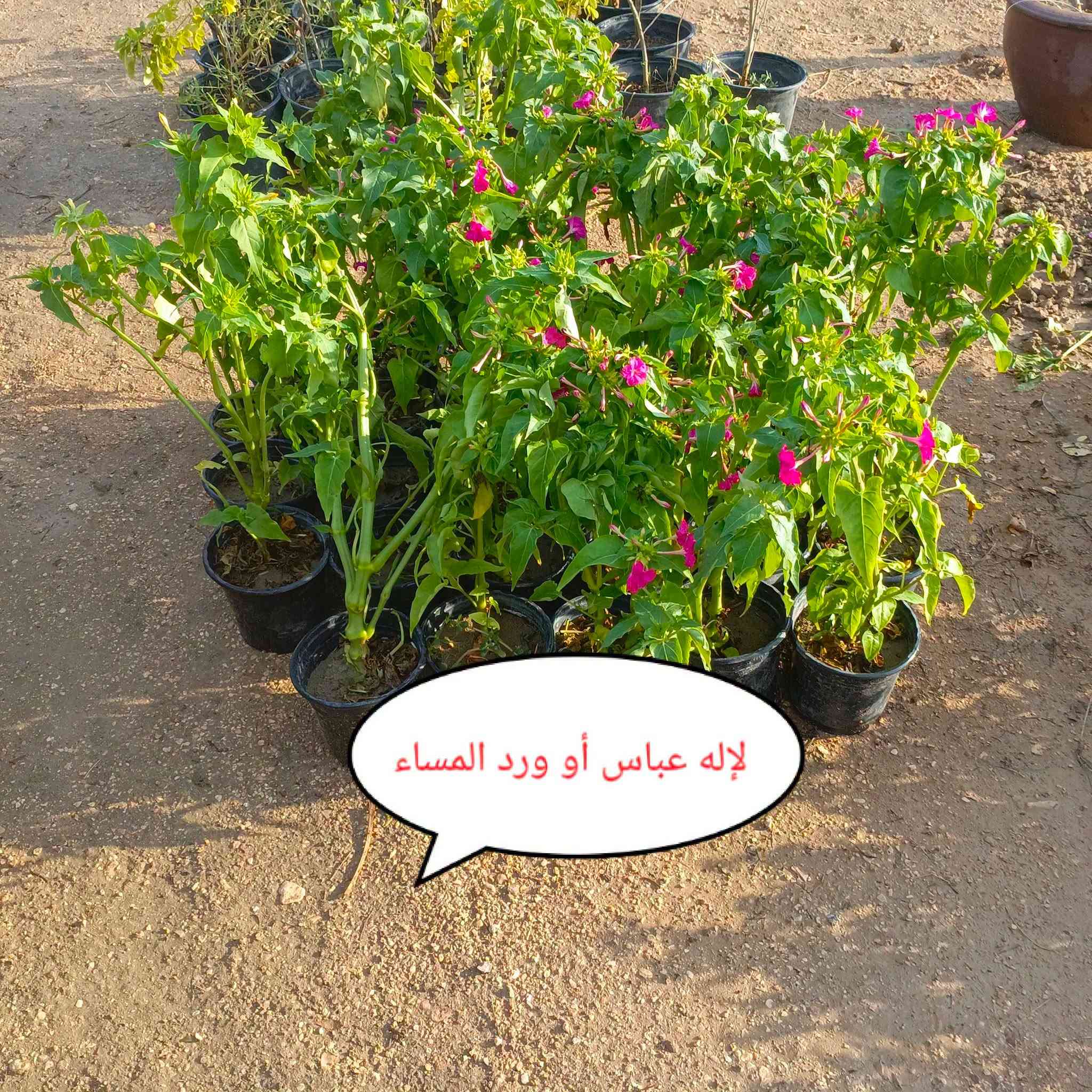 متابعه للحساب علمود يوصلك كلشي جديد
اللهم صلي على محمد وآل محمد
متوفر كافه أنواع الأشجار والورود
مشتل ورد الصباح
عنوانه بابل طريق حمزه شوملي قرب فرع الزبار
توصيل موجود
***********
***********

نص مكتوب في الصور:
- فرجه البطل
- عين البزون ألوان
- لإله عباس أو ورد المساء
- جاتروفا
- جهنمى قزمى
