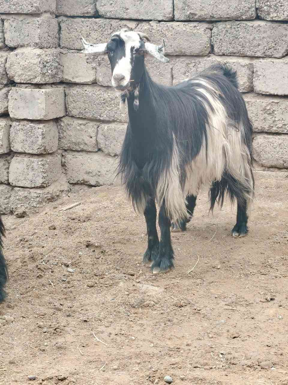 جذاع • ٤ قطع • توصيل