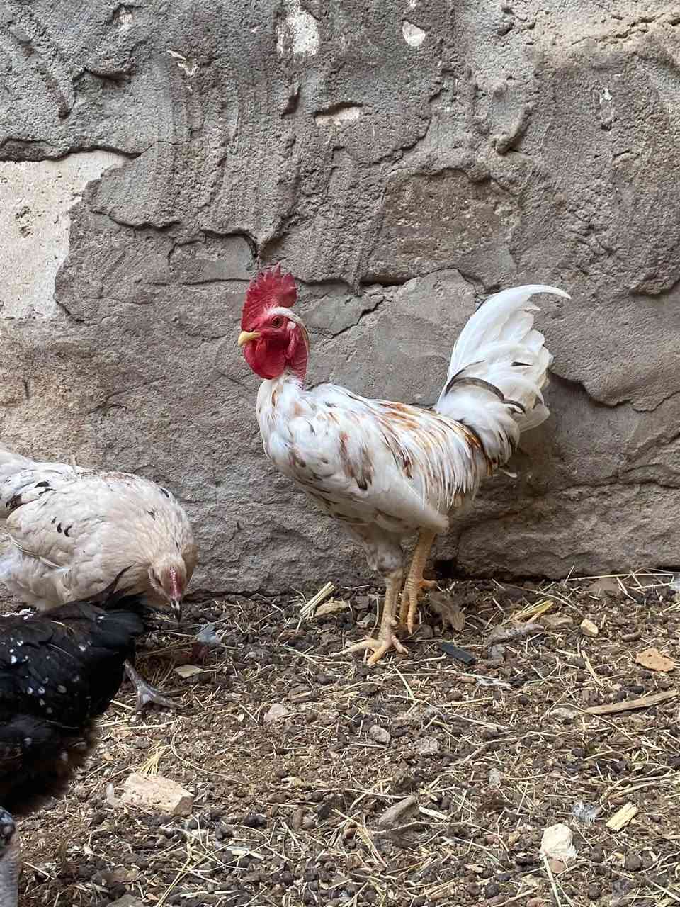 بورسلان • ورد • بصره قرنه