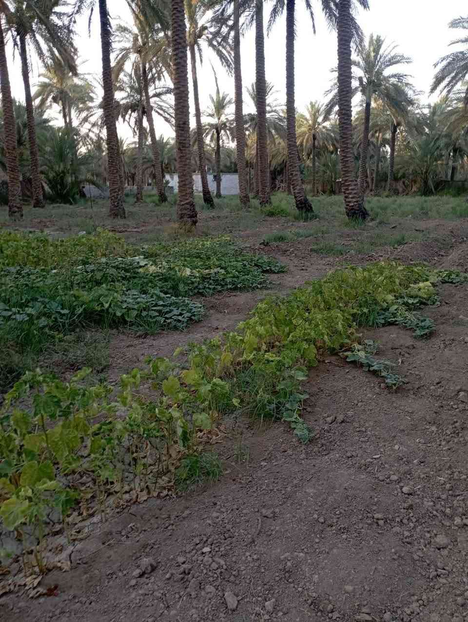 يا الله سلام عليكم يتوفر قطع ارض مساحتها نصف دونم موقع مميز قرب سيطرت الاثار تبعد عن شارع حله بغداد مسافة 300متر سعر 55وبيه مجال للشراي الي يحب يتواصل رقم الهاتف وتساب *********** حلة, بابل

