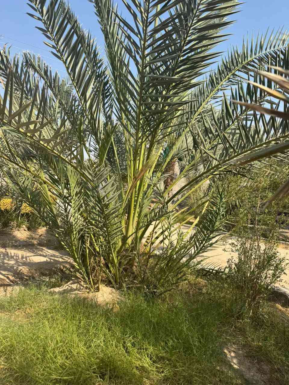 السلام عليكم كل اخوتنه وناسنه لطيبين نعرضلكم اميات حلاوي كلش حلوات هنا وفسائلن عنواني بصره ابو لخصيب ***********

