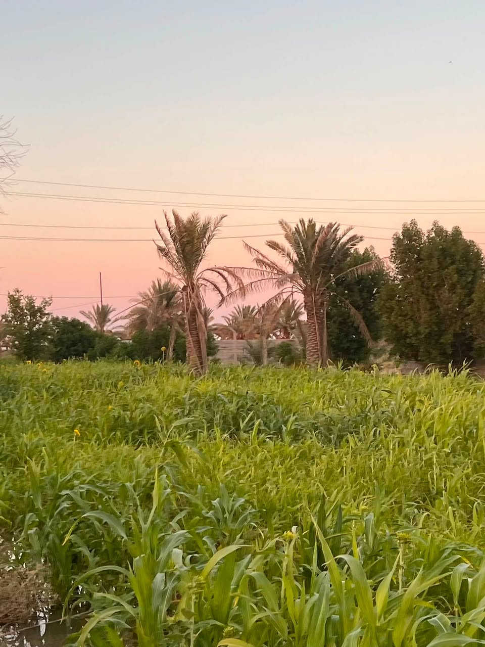 سلام عليكم دونم البيع 💁

العنوان: أرض زراعية للبيع — مساحة دونم كامل (ركن - موقع خدمي مميز)
تفاصيل العرض:
 المساحة: دونم كامل (2,500 متر مربع).
 الموقع: الراشدية — خلف الطاحونة (موقع خدمي وركن على شارعين).
 الطبيعة والزراعة: أرض مزروعة بالكامل وتقع مباشرة على النهر (سقي مضمون ووفرة مياه).
 السنود والشكل القانوني: سند 25 (تحويل مباشر باسم المشتري).
مميزات العقار:
 موقع ركن استراتيجي يتيح سهولة الدخول والخروج مع واجهة ممتازة.
 واجهة مباشرة على النهر مما يجعلها مثالية للبساتين أو المشاريع الزراعية والخدمية.
 منطقة كاملة الخدمات وقريبة من الشارع والمرافق الأساسية.
للتواصل والاستفسار:
 رقم الهاتف / واتساب: [***********]
 المعاينة: الاتصال مسبقاً لتحديد موعد المعاينة الميدانية.
