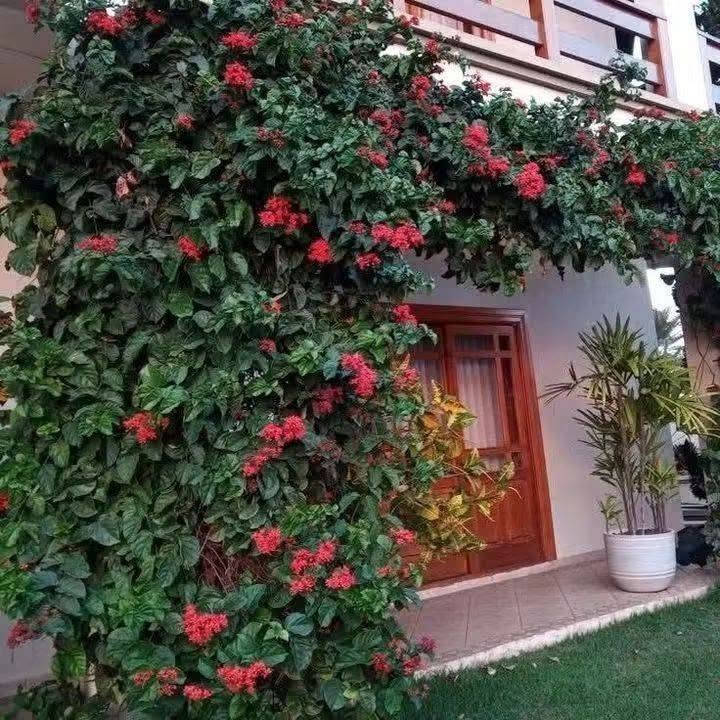 طربوش الملك • متسلق دائم الخضرة • ١٫٢٠م