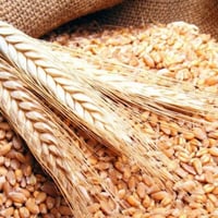 حنطة استندر • جاهزة للزراعة • ١٦ طن