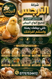 شباب شركه النرجس تم بعون لله تفقيس بيضكم يمنه مكانه بغداد الحريه للستف...