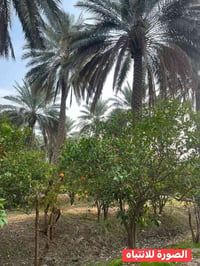 أم العظام • دونمين • طابو زراعي