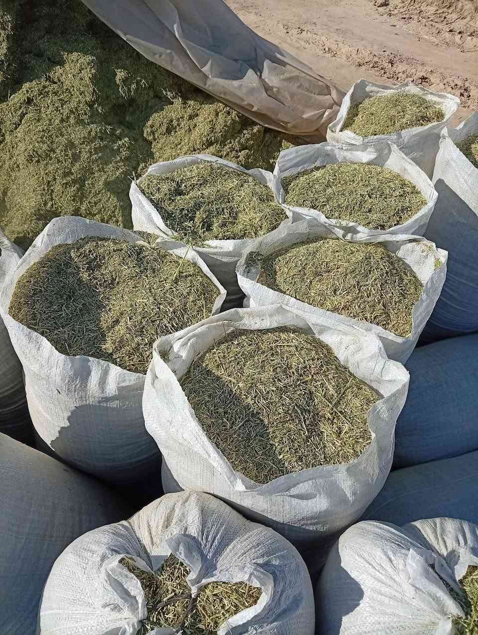 يتوفر تبن جت كميه كبيره 
وكذلك يتوفر بذور درجه اولى 
الي يشتري يتصل على
***********

جبله/حي الفرات
