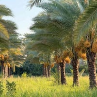 دونم ونص • سند 25 تحويل • ١٥٠م عن دجلة
