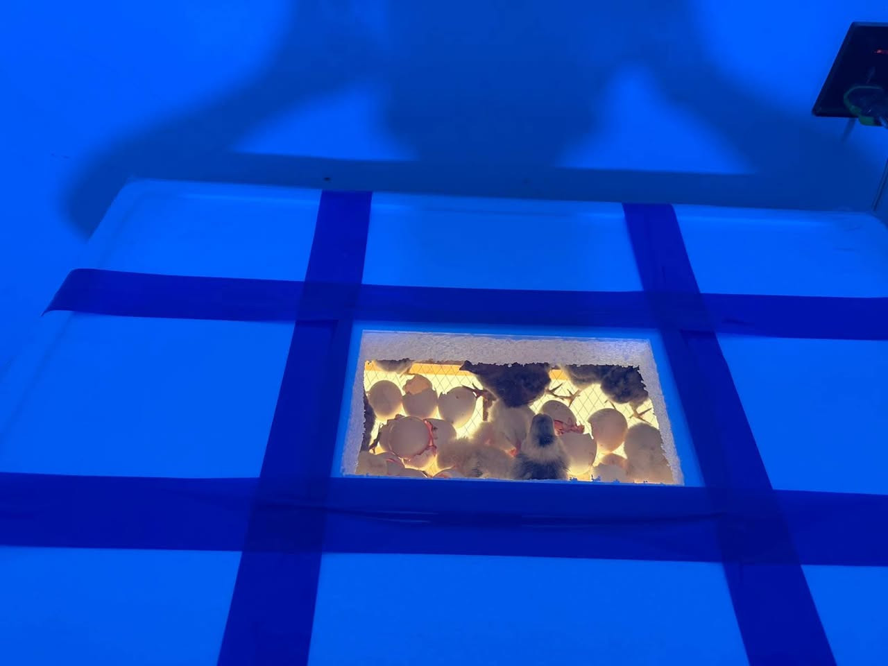 مندوبات انشرن هذا 🧰⬜
وعلى كل قطعة ننطي عمولة 
..السلام عليكم 
شعارنا لسنا الوحيدين لكننا الافضل 

فقاسات  تاخذ ربع أمبير
 تشتغل عـ باتري 
وعـ عاكسة 
تاخذ ١٢٠ بيضة تقليب يدوي
 إذا ما تفقس ترجع 

 سعر الفقاسة 85 الف توصيل مجاني 

جميع محافظات العراق
 للطلب والاستفسار ***********
