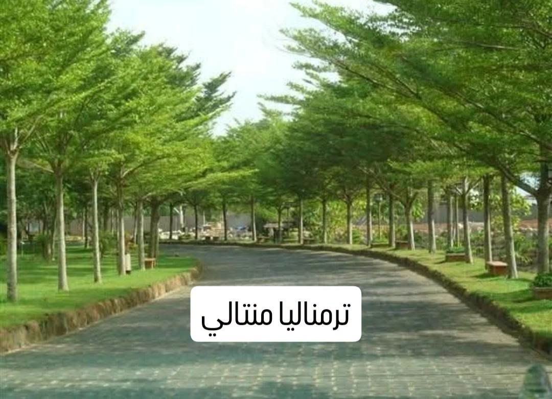 أشجار مميزة • بابل شارع 80 • توصيل جميع المحافظات