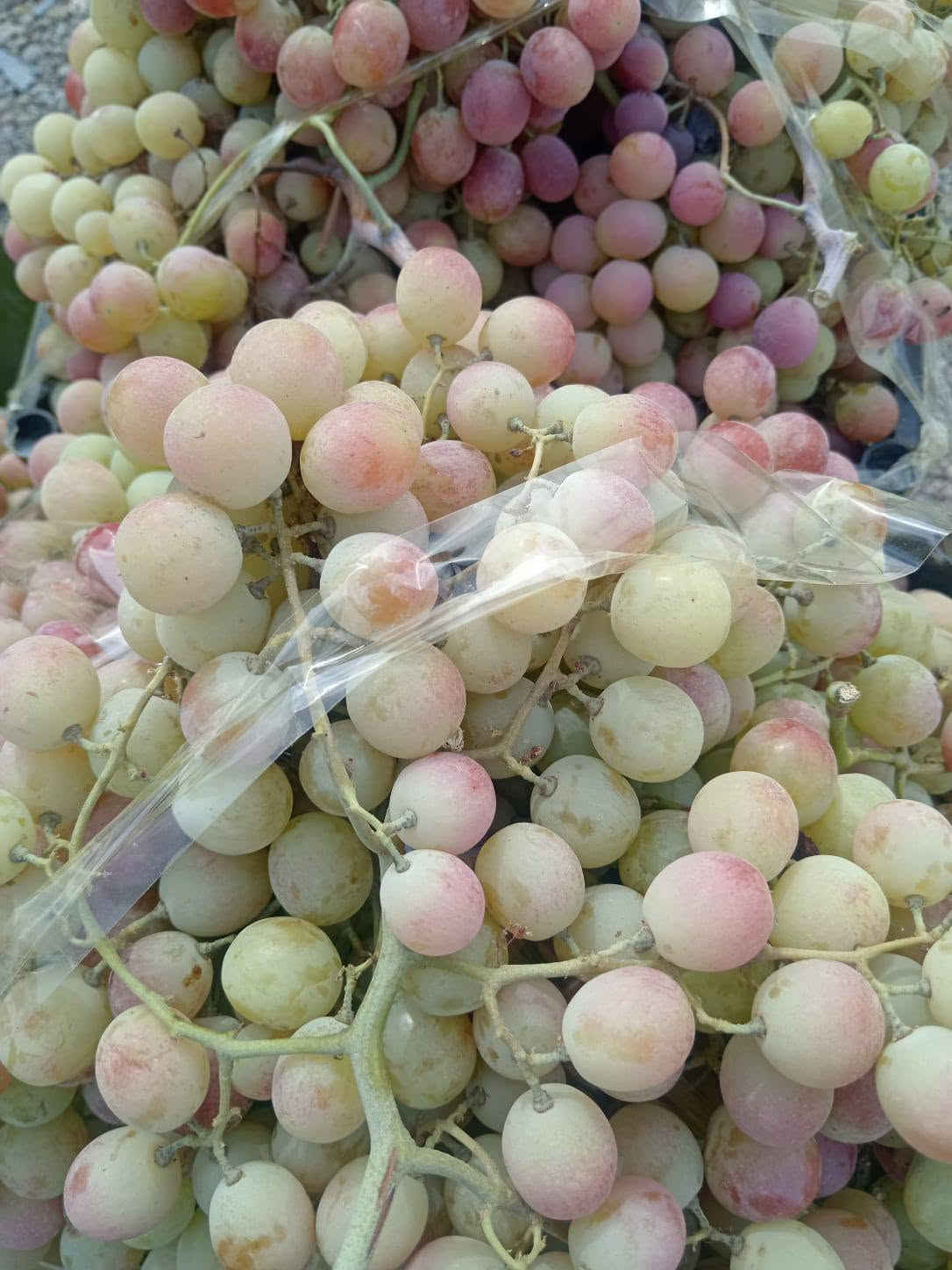 خضروات وفواكه • طازجة • شارع 20