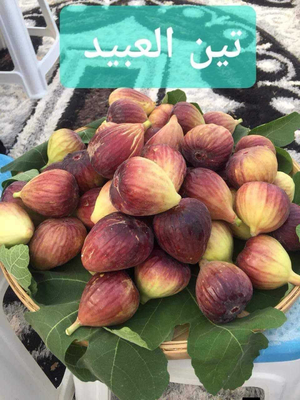 🌿 متوفر لدينا الآن أجود أصناف شتلات التين للزراعة 🌿
نوفر لكم شتلات تين منتخبة بعناية، تمتاز بجودة عالية وإنتاج وفير، ومن أفضل الأصناف:
🍃 تين بيذنجاني
🍃 تين العبد السعودي
🍃 تين جامبو الإسباني الأصفر
🍃 تين براون التركي
🍃 تين عسلي
🍃 تين بني مسلم
✅ شتلات قوية وصحية
✅ مزروعة داخل القضاء وبإشراف كادر زراعي متميز
✅ ضمان الصنف وجودة الشتلات
✅ مناسبة للحدائق المنزلية والبساتين
📞 للحجز والاستفسار: *********** (متوفر واتساب)
📍 نسعد بزيارتكم، وأهلاً وسهلاً بكم دائمًا.
🌱 الجودة تبدأ من اختيار الشتلة المناسبة.

