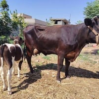 بقرة بوكانيه • بجر أول بطن • الجنايه