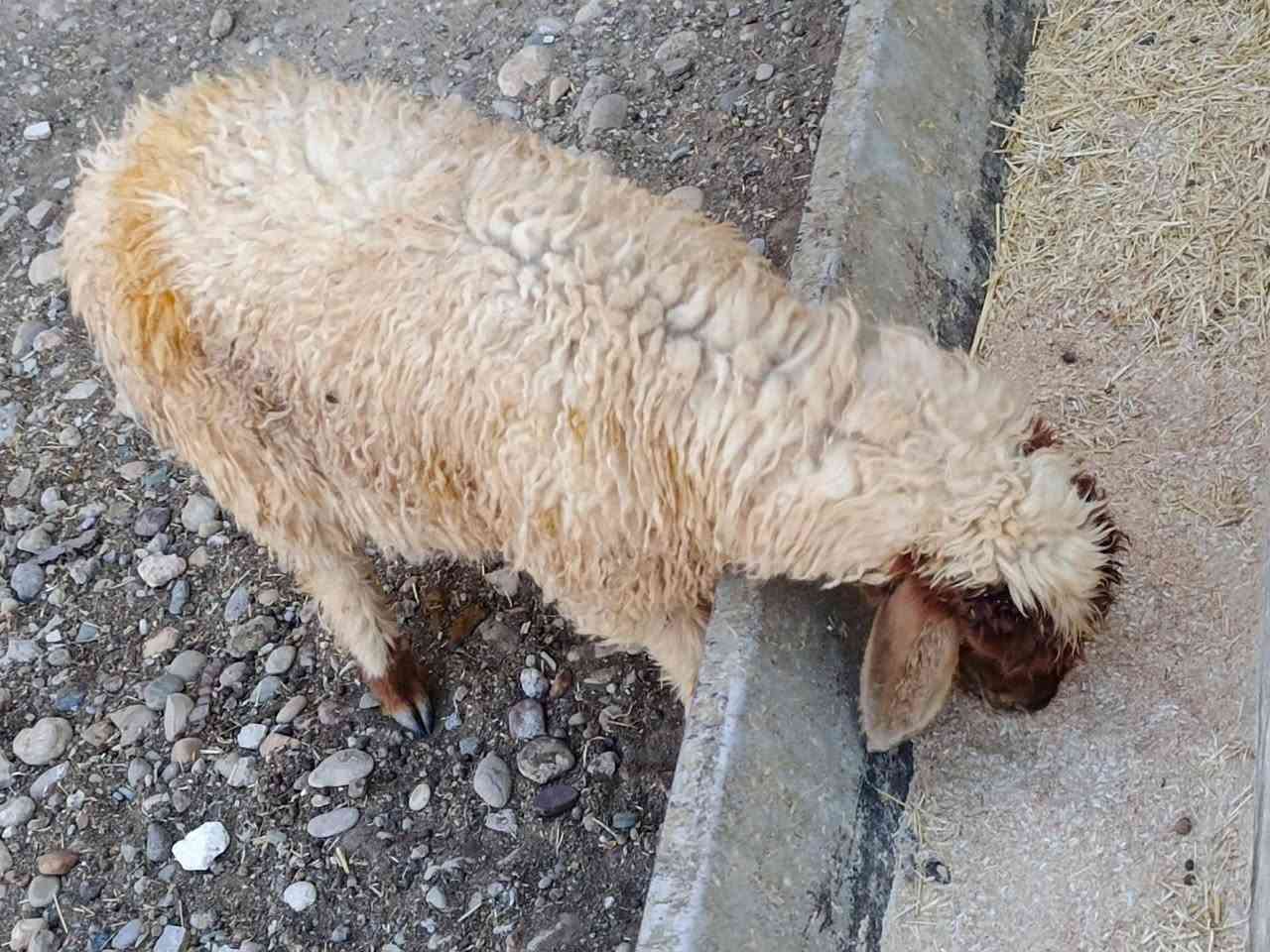 للبيع فطيمةمال ربط شرط نصاحةالمكان بيجي حي عصري***********
***********
