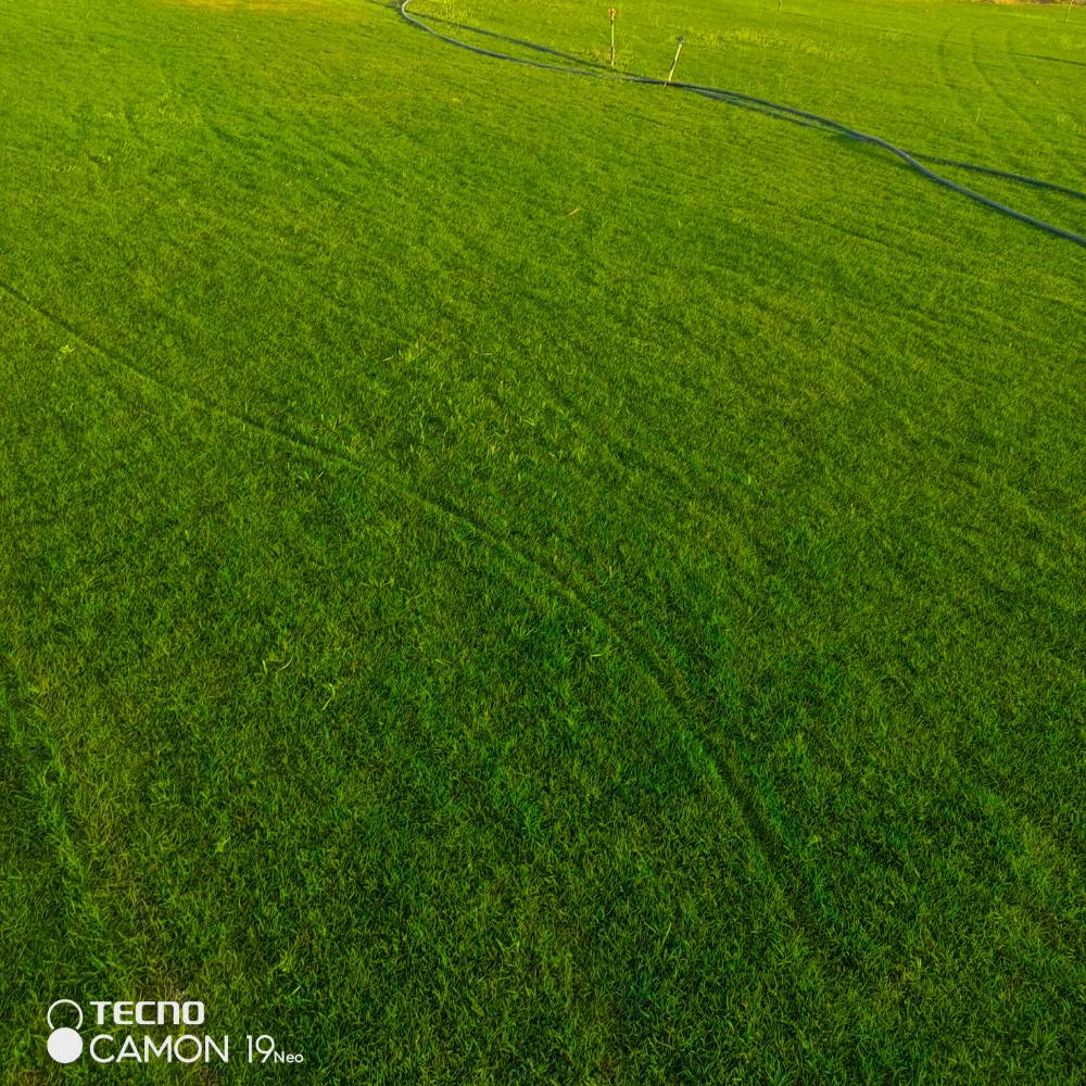 ثيل طبيعي • أنواع متعددة • تجهيز ملاعب وحدائق