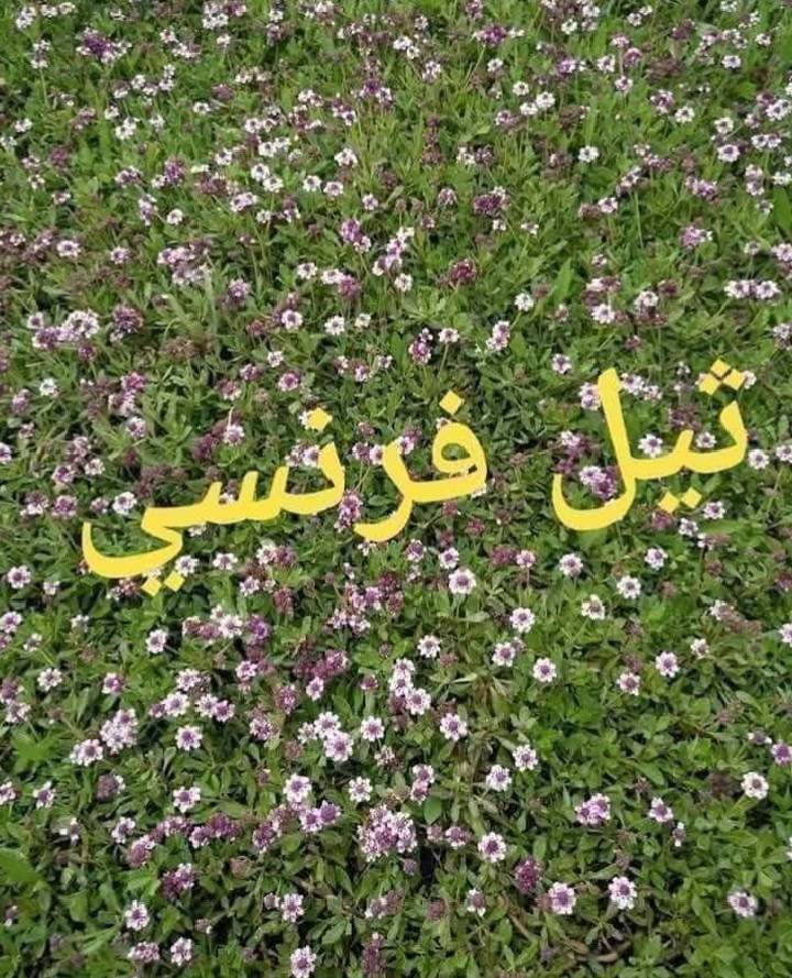 ثيل طبيعي • انواع متعددة • توصيل لجميع المحافظات