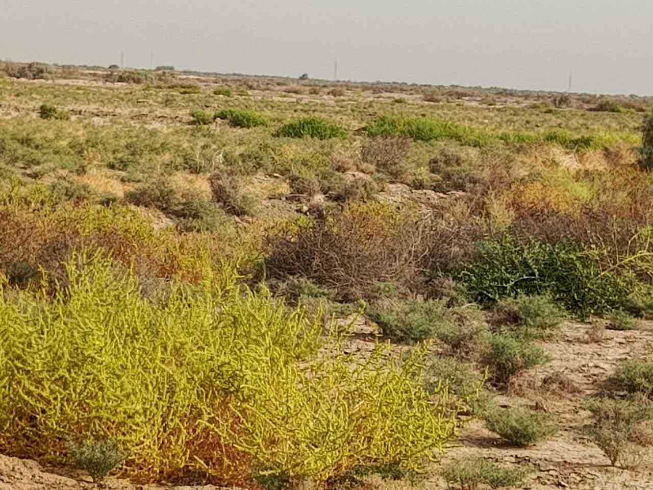 أرض زراعية • ١٢٠ دونم • الشروه قرب المطار