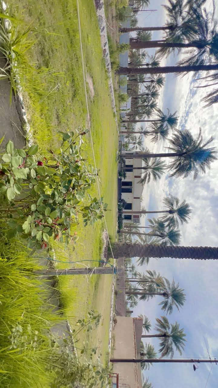 مزرعة نموذجية • دونم وربع • المحاويل