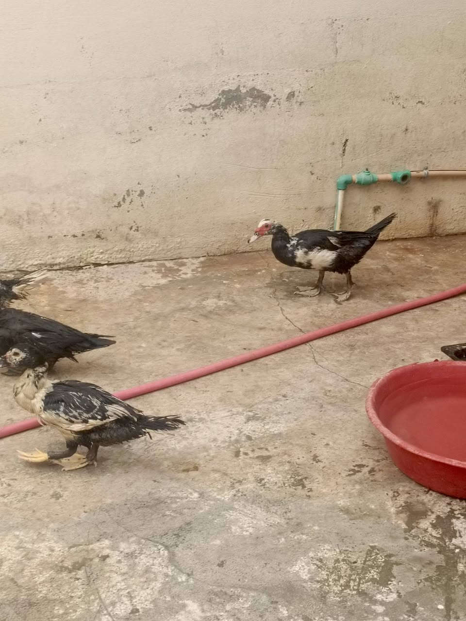٨ فراريج • ويا امهن • اتصال