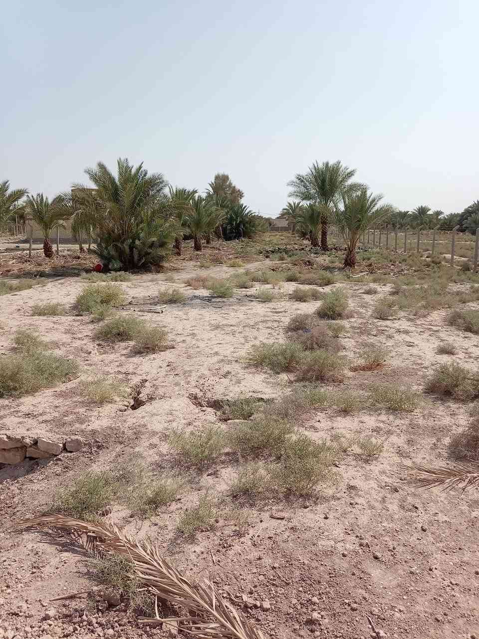 ناحية المجد • ٣ دونم • ٧٠ نخلة