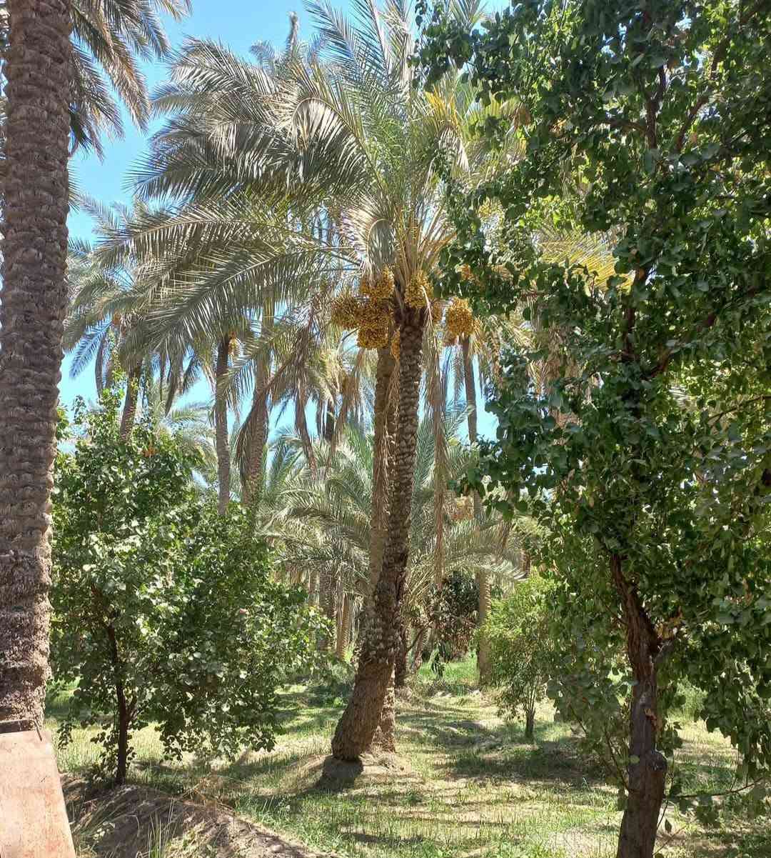ليلة مباركة عليكم بنهارها / للبيع بستان( ٣ ثلاثه دونم) الواجه ٤٠م عامر بالنخيل والاشجار ويحتوي دار سكن حديث ممتاز طابقين ب ٣نوم سند٢٥ تحويل مباشر البعد من مركز كربلاء ٦ كم تتوفر جميع الخدمات شارع البارون بالقرب من الكنطره وتدخل على. طريق فرعي مبلط. تبعد من التبليط ٢٠٠م. بشارع عرضه ٨م . لأي استفسار حول السعر والمعلومات الاخرى واصلونا هاتفيا واتساب خاص دمتم طيبين ( *********** )
