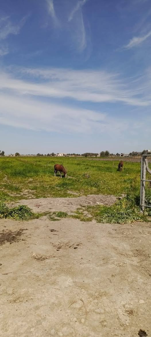 🌾 ٥ دوانم طابو زراعي للبيع – الفلوجة 🌾

📍 الموقع: الفلوجة – سند ٢٥ سبع البور – شيخ عامر – وراء السور – منطقة العيساوية

✅ طابو زراعي رسمي
💧 ماء سقي + آبار ماء
⚡ كهرباء
🛣️ تبليط
🏫 مدارس وخدمات متكاملة
🌱 الأرض مزروعة فول
📄 فتح بيان مباشر وتحويل باسم المشتري

⏱️ تبعد عن المنصور حوالي ٥٠ دقيقة

🔥 فرصة ممتازة للاستثمار الزراعي والسكن الريفي

📞 للاستفسار والاتصال:
***********
***********
