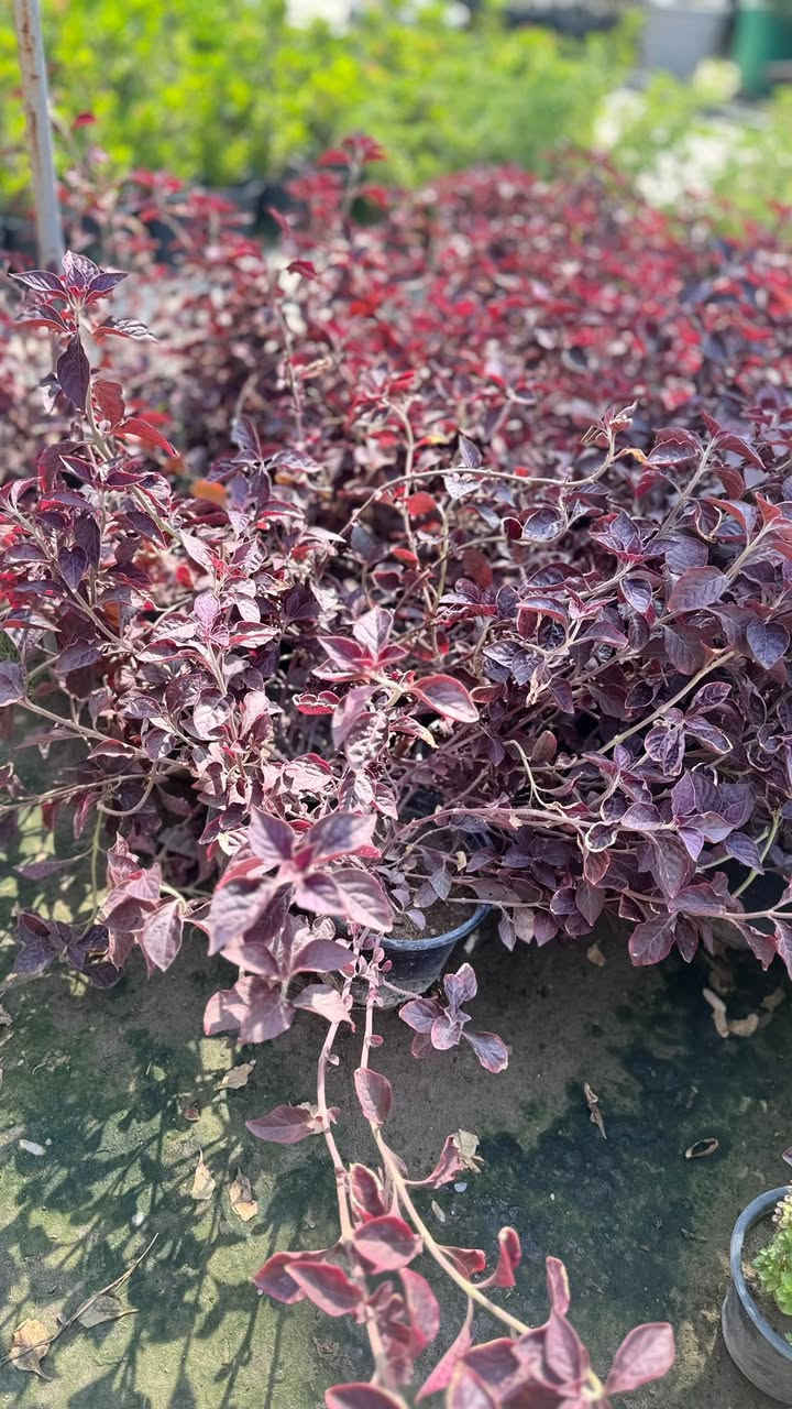 كلشي جـديدٌ بفظل لله 🩵🌸🙏🏻
على بركه الله تم وصول وجبه جديده بسنادين الظليه 😍🌸 مستعدون لتجهيز كافه البيوت ودواءر الدوله كافه المحلات وصيدلات با احسن الزرع الهولندي ولتركيً  عليك بس وصي يوصل باب بيتك🚗🚗 مشتل الدجيل🌹للستفسار مرسلتنا او لتصال على الرقم التالي *********** 📞📞
